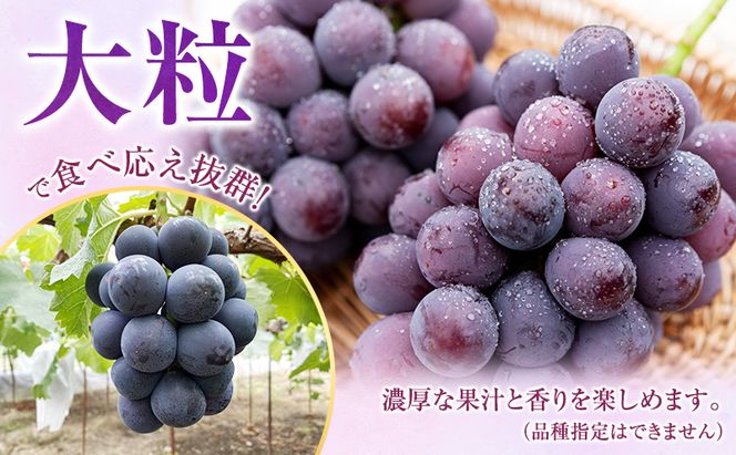 ぶどう 2026年 先行予約 贈答クラス 2回 定期便 ピオーネ オーロラブラック シャインマスカット ブドウ 葡萄 岡山県産 国産 フルーツ 果物 ギフト OEC KINGDOM ぶどう家 果物類