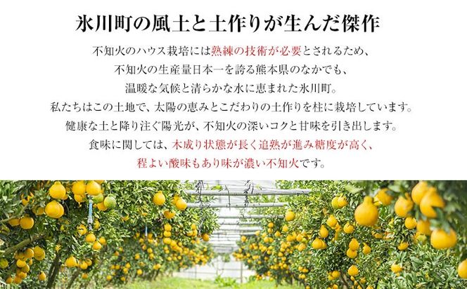 不知火 福岡農園 不知火 3.5kg 贈答用《1月上旬-1月末頃出荷》熊本県 氷川町 柑橘 果物 フルーツ shiranui しらぬい 柑橘 旬 フルーツ 熊本県産 みかん---hkw_lcl_570_3500g---