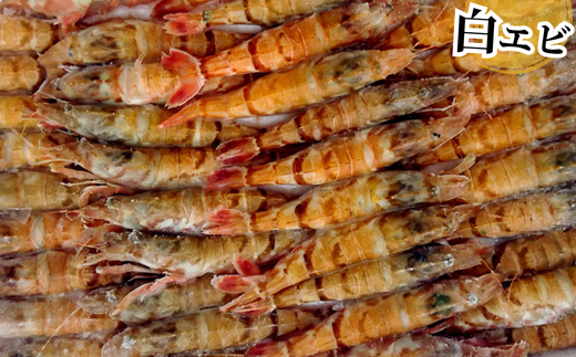 【兵庫県香住産 エビ お楽しみセット 白えび 甘えび 合計1.6kg 冷凍】 日本海 香住 柴山 水揚げ 国産 甘エビ 白エビ 2種 食べ比べ 鮮度抜群 急速冷凍 新鮮 旨み お刺身 焼き物 塩ゆで フライ 唐揚げ 鍋物 海鮮丼 プレゼント 贈答 お祝い ギフト 贈り物 大人気 ふるさと納税 返礼品 おすすめ 兵庫県 香美町 宿院商店 33-09