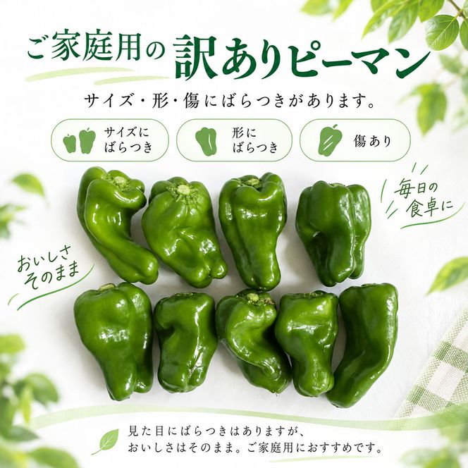 訳ありピーマン 1kg P.SUKE（ピースケ）野菜 新鮮 みずみずしい 肉厚 料理 サラダ スティック野菜 野菜炒め 肉詰め 青椒肉絲 高知県 芸西村