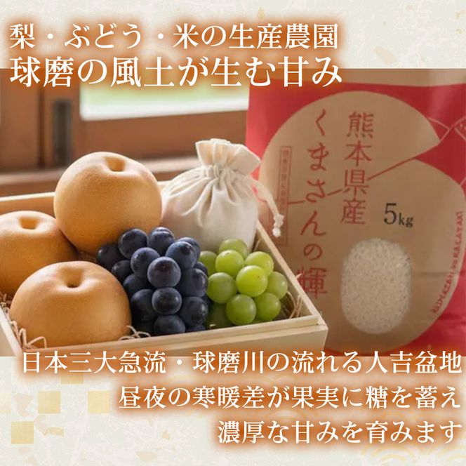 【甘さと酸味の黄金バランス】熊本県産 あきづき 5～7個(約3kg) 1箱 あきづき 梨 フルーツ 甘い 濃厚 農家直送 ギフト 贈答用 家庭用 お取り寄せ 熊本県