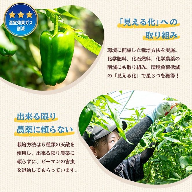 志布志産訳ありピーマン(1kg) p5-050