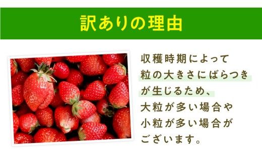 【 先行予約 】 訳あり いちご いばらキッス 800g 【 2027年2月以降発送 】  （常陸太田市 共通返礼品 ) 苺 果物 くだもの フルーツ 不揃い ジャム