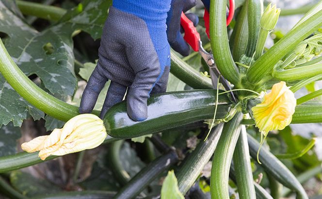 瀬戸内 牛窓産 ズッキーニ 約2kg（12本前後） 野菜 岡山県産 