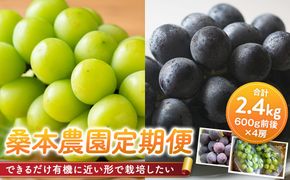 【定期便2回】「できるだけ有機に近い形で栽培したい」 桑本農園の定期便（シャインマスカット・BKシードレス） 322032_EL003