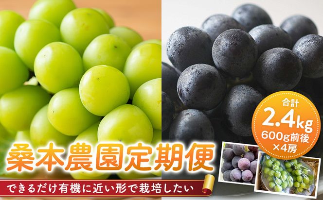 【定期便2回】「できるだけ有機に近い形で栽培したい」 桑本農園の定期便（シャインマスカット・BKシードレス） 322032_EL003