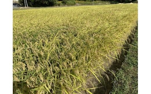 C123 あいお（秋穂）で育ったお米 にこまる 1分づき米 10kg