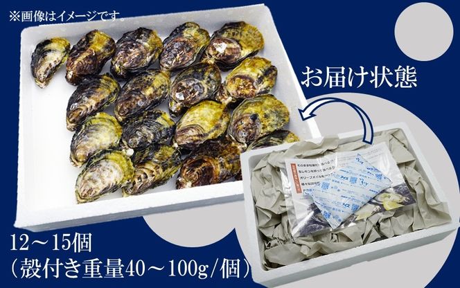 牡蠣 生食用 殻付き くにさきオイスター 12～15個 （殻付き重量40～100g/個）カキ oyster 生牡蠣_2112R
