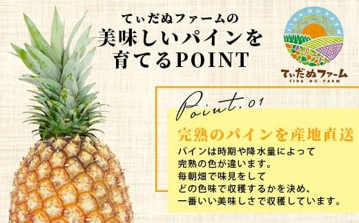 【先行予約】《2026年6月上旬より順次発送予定》最高級パイン ゴールドバレル2~3玉セット【 沖縄 石垣 パイナップル パイン ゴールド バレル 高級 セット 】TD-1-1