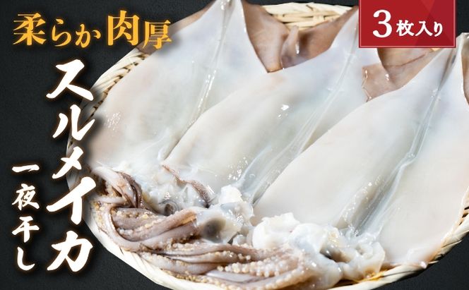 柔らか肉厚のスルメイカ一夜干し 3枚 魚貝類 イカ いか スルメイカ お酒 つまみ 特大 新鮮 保存 冷凍 国産 送料無料 酒の肴 酒のつまみ 