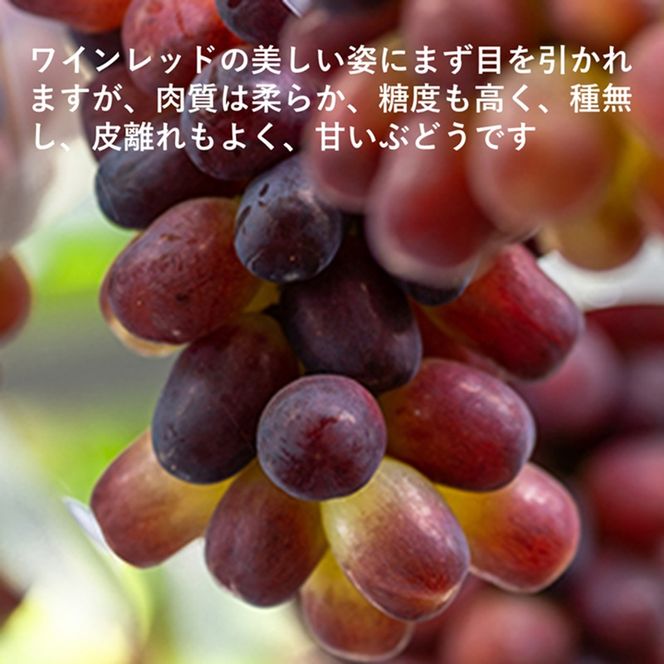 岡山県産 紫苑 1房(約500g)  果物 フルーツ ぶどう ブドウ 葡萄 国産