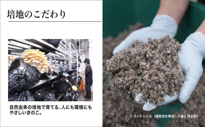 京都府産オーガニック　タモギタケ（6パック入り約720g）