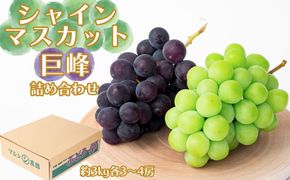シャインマスカット、巨峰詰め合わせ 約3kg（各3～4房） CC46