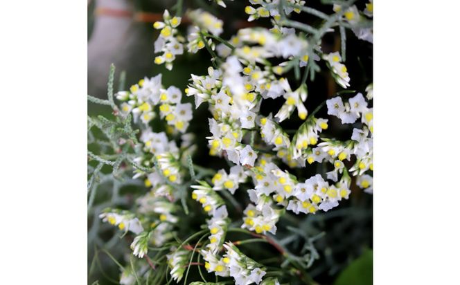 【母の日】森の香りのグリーンリース 313726_BC038