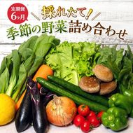 とれたて 野菜 パック 定期便 6回 季節の野菜 セット 詰め合わせ 8品前後 野菜セット 野菜詰め合わせ 6ヶ月 ジャガイモ 人参 大根 小松菜 白ネギ グリーンリーフ チンゲン菜 椎茸 トマト 水菜 葉ネギ 人気 厳選 静岡県