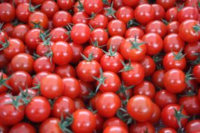 愛情たっぷり育てられた極糖トマト　うふふの実 1kg