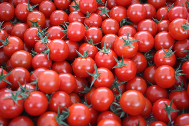 愛情たっぷり育てられた極糖トマト　うふふの実 1kg