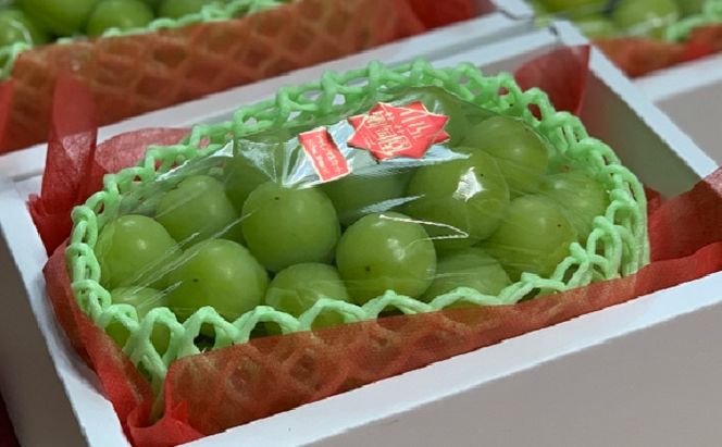 シャインマスカット 1房 700g以上 葡萄 フルーツ 岡山 高梁市産 こあに葡萄園 2026年 先行予約 果物類 ぶどう ブドウ 