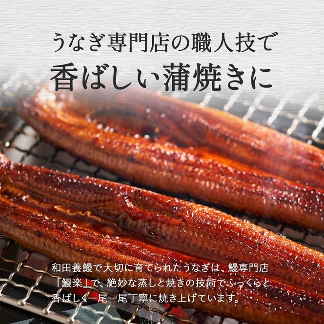 ふるさと納税限定　鹿児島県大崎町産 国産 うなぎ長蒲焼 2尾 計320g以上 | 鰻 うなぎ蒲焼き うな重 ひつまぶし ウナギ 蒲焼 人気 おすすめ 鹿児島 大隅半島 DU001　 464686_DU001