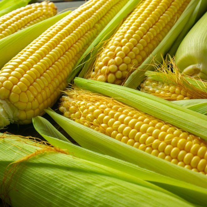 【2026年夏発送】生で食べられる！とうもろこし 富良野産 ゴールドラッシュ 5本 とうきび 野菜