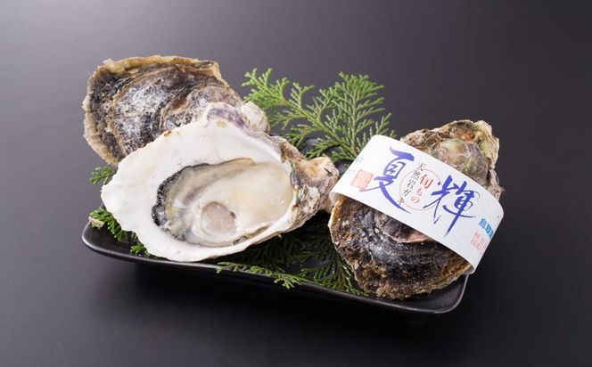 鳥取賀露港 天然岩がき「夏輝」セット【かねまさ・浜下商店】 312011_AZ002