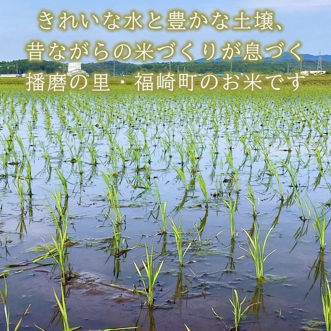 白米 10kg 令和8年産 兵庫県産キヌムスメ 【食味スコア80】 冷めても美味しい おにぎりにおすすめ お弁当におすすめ