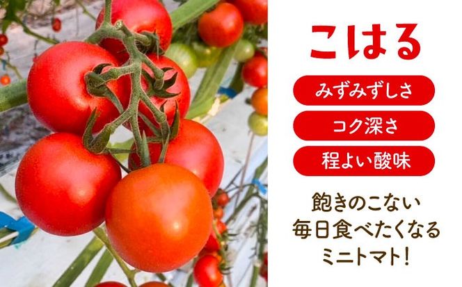 【先行予約】  ＼毎年10月より順次発送／ ミニトマト(こはる)800g トマト 野菜 新鮮 期間限定トマト  愛西市 / 株式会社石原農園 【配達不可：離島】[AEBG008]
