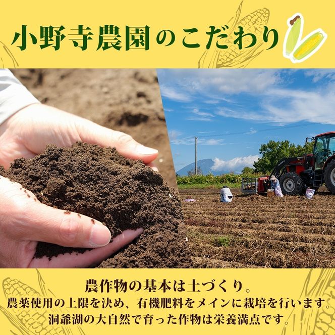 北海道 とうもろこし 恵味ゴールド 約5kg 11本入り 2027年8月11日～31日頃お届け トウモロコシ コーン 甘い 産地直送 BBQ とうきび 国産 人気 バーベキュー 焼きとうもろこし お取り寄せ 北海道産 洞爺湖町 