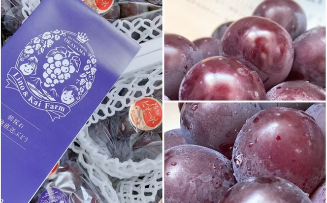 【2026年先行予約】【ご家庭用】 岡山の『ニューピオーネ』 3房～４房 (2kg前後 化粧箱入) Lino＆Kai Farm / 朝採れ ぶどう 岡山 真庭市 ピオーネ 高級 ギフト 大粒 果物 贈答 人気 産地直送 国産 数量限定 種なし 【linokai005-02】