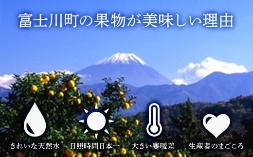 【2026年発送分】【数量限定】【やまなしフルーツ定期便（３回）】 貴陽（すもも）（６-９玉）＆シャインマスカット（２kg前後・３-４房）＆ラ・フランス（1.5kg以上・３-５玉）　定期便　果物 フルーツ くだもの すもも 貴陽 李 プラム シャイン 洋ナシ 洋梨 洋なし 山梨 やまなし 富士川町