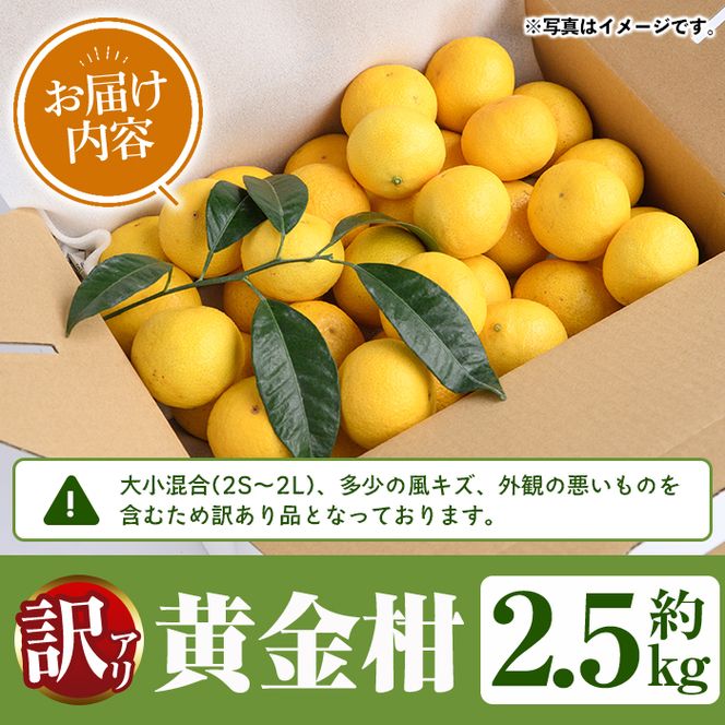 ＜先行予約受付中！2027年2月上旬以降順次発送予定＞訳あり！まなべみかん園の黄金柑(約2.5kg) 国産 鹿児島県産 阿久根市産 柑橘類 果物 フルーツ みかん ミカン 蜜柑 期間限定 数量限定 デザート ご家庭用 【有限会社まなべみかん園】akn034-10