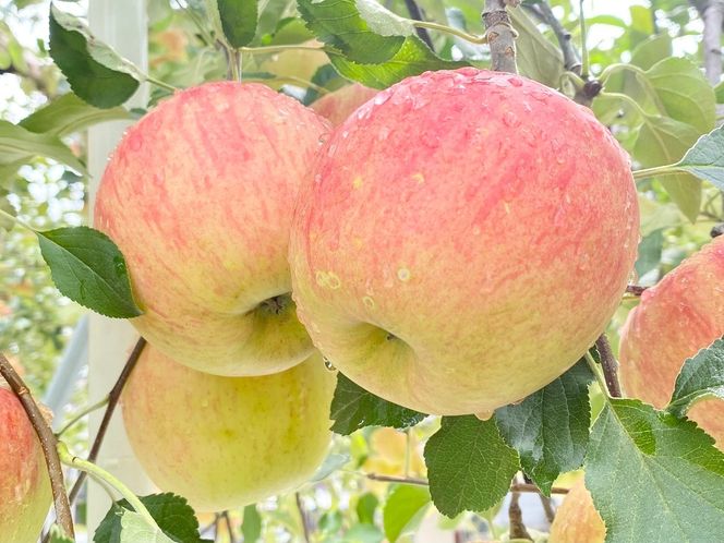 【先行予約丨2026年9月上旬より順次発送】サンつがる【約2.5kg(6〜12玉)】(At-003)丨長野県 飯山市 おすすめ ランキング おいしい 高評価 大人気 先取り 産地直送 りんご