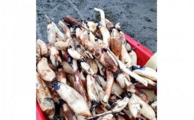 門真れんこん『れんちゃん』2.0kg【門真れんこん　れんこん　もっちりとした食感　河内レンコン　幻のレンコン　甘みが強い 鉄分を多く含む粘土質の土壌 大阪府 門真市 】 272230_BF006