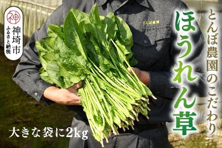 yꌧ_szق 2kg ol߁i傫ȑ܂2kgjynEX͔| Yn N[ ꌧҐUR[Yz(H091117)