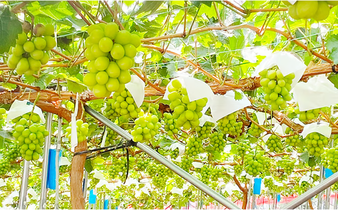 ぶどう 2026年 先行予約 シャイン マスカット 晴王 1房 約670g 晴れの国 おかやま 岡山県産 フルーツ王国 果物王国 食後 産地直送 [№5735-1305]