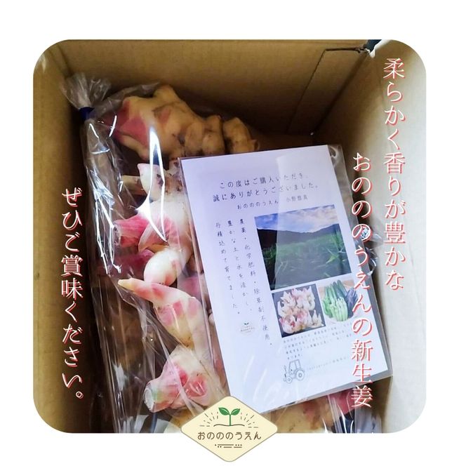 【2026年発送分予約】京都府産　新生姜 5kg 栽培期間中 農薬 化学肥料 除草剤不使用 生姜 しょうが 酢漬け 薬味 野菜 紅茶 ガリ チューハイ 健康 国産 おつまみ