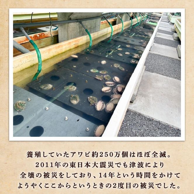 翡翠のしずく ストラップ 1個 復興 三陸 翡翠あわび 簡易包装 鮑 蝦夷あわび アワビ 鮑 Abalone 海産物 海鮮 魚介 魚介類 贈答 プレゼント ペア 手作り 大船渡 災害 被災 火災 岩手県 国産 [hisui014]