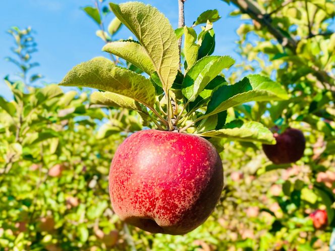 【先行予約丨2026年10月上旬より順次発送】秋映【約5kg (11〜20玉)】(At-009)丨長野県 飯山市 おすすめ ランキング おいしい 高評価 大人気 先取り 産地直送 りんご 秋映