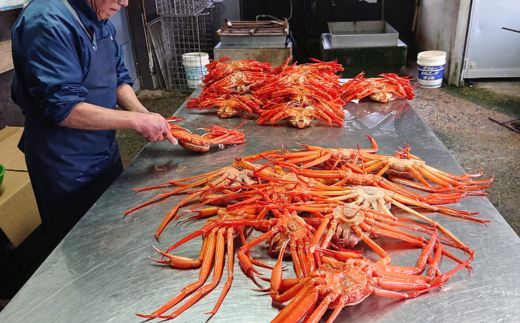 【釜茹で香住ガニ 2～3杯（1.6～1.8kg分）冷蔵】水揚げがあり次第順次発送 配送日指定不可 香住がに 紅ずわいがに 紅ズワイガニ カニ かに 蟹 ボイル おすすめ 兵庫県 香美町 香住 32000円 今西食品 49-02