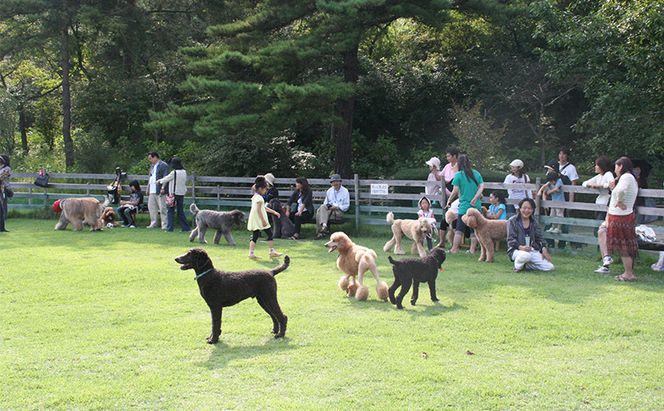 みやま公園 ドッグラン 回数券 13回分 チケット 体験 岡山県 玉野市 