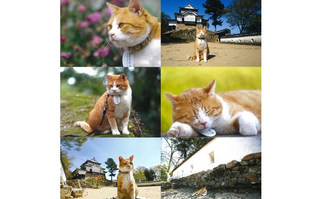 さんじゅーろーグッズセット 雑貨 文房具 小物 詰め合わせ ネコ 実写 猫城主 ポストカード メモ帳 A6 サイズ ピンバッヂ ラバー キーホルダー 