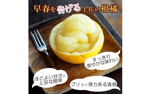 ＜土佐市産＞土佐文旦 大玉 贈答品 3Lサイズ 約10kg 白木果樹園 返礼品 高知県 土佐市