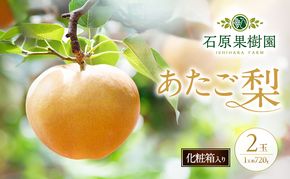 梨 2026年 先行予約 あたご梨 2玉 (1玉 約720g) 化粧箱 【11月下旬～12月中旬頃発送】ナシ なし 岡山県産 国産 フルーツ 果物 ギフト 石原果樹園 愛宕梨 日本一大きい梨 