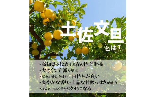 ＜土佐市産＞土佐文旦 大玉 贈答品 3Lサイズ 約5kg 白木果樹園 返礼品 高知県 土佐市