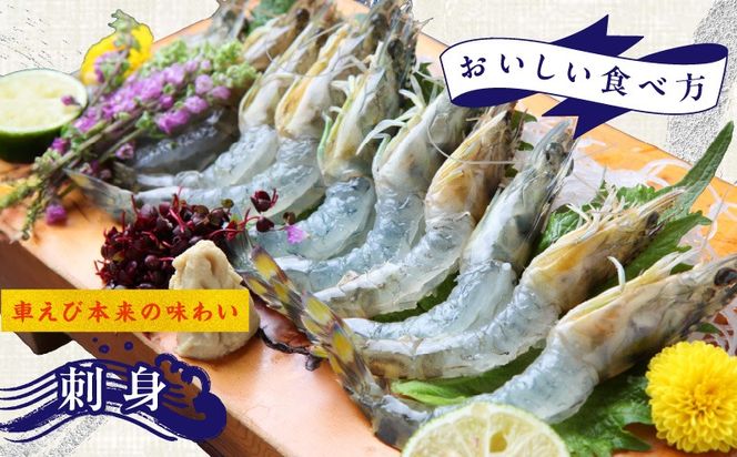 G2179 【TVで紹介！】泉州車えび 300g【生食可 海鮮 車海老 車エビ 海老 えび エビ 刺身 産地直送 急速冷凍 鮮度抜群】