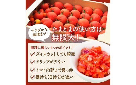 【限定出荷】"たまとま"＋カラーミニトマト(約4kg)[定期便2回]《 野菜 トマト ミニトマト カラートマト 定期 定期便 2回 送料無料 おすすめ 美味しい セット とまと ふるさと納税 》【2403C12103】