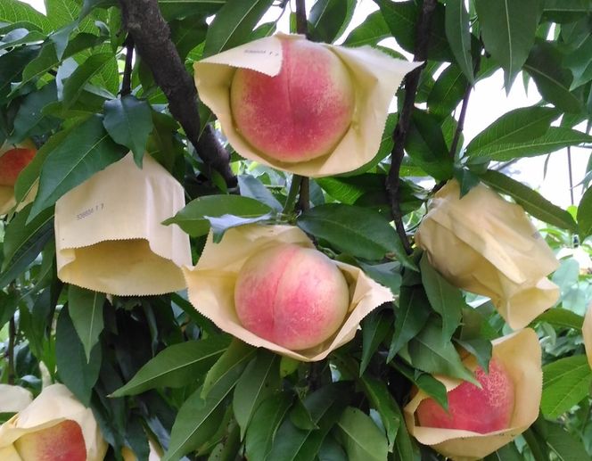 2026年産 先行予約 桃 加東市産 古跡農園の『 やしろの桃 』1.5kg（5～6玉）[ もも モモ 果物 フルーツ ]