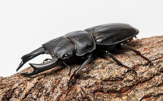 【1セット限定！】完璧育成！「オオクワガタ」 E-256