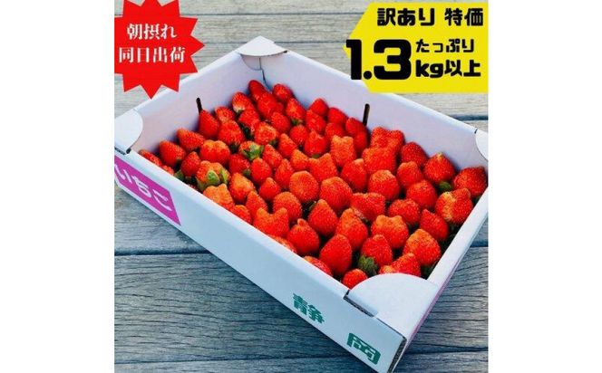 【訳あり】《限定1月発送》  朝採り同日出荷 いちご　御前崎産かおり野　訳ありお得パック 1.3kg｜フルーツ 果物 くだもの 果実 おやつ デザート 静岡 222232_BQ011
