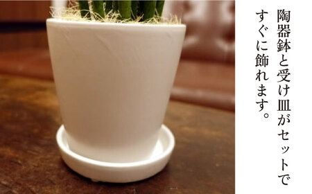 マイナスイオン発生植物 『サンスベリア・バキュラリス』 糸島市 / cocoha 観葉植物 グリーン インテリア [AWB036] 観葉植物 植物 マイナスイオン サンスベリア バリキュラス グリーン インテリア